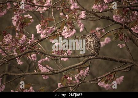 Petite chouette perchée sur la branche d'un cerisier rose. Nom latin Athene noctua Banque D'Images