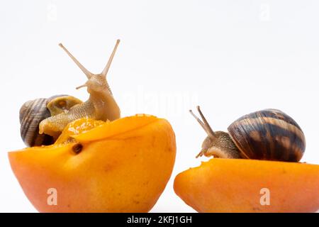 Deux grandes escargots de raisin Helix pomatia s'assoient sur des abricots et mangent. Banque D'Images