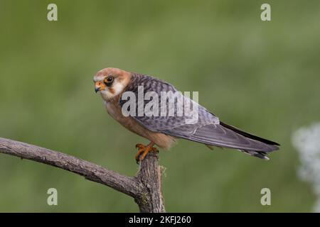 Falcon à pieds rouges assis Banque D'Images