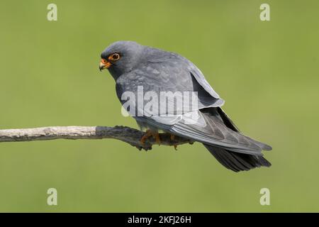 Falcon à pieds rouges assis Banque D'Images