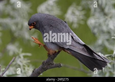 Falcon à pieds rouges assis Banque D'Images