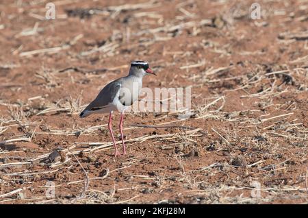 laponine couronnée (Vanellus coronatus), également connue sous le nom de pratelle couronnée. Adulte. Banque D'Images