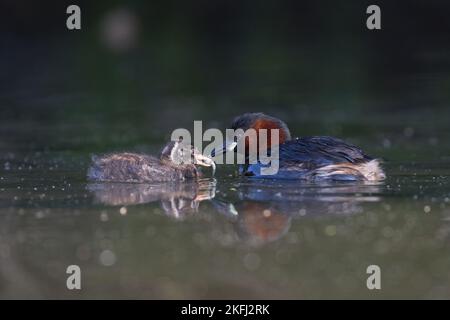 Natation Dabchicks Banque D'Images