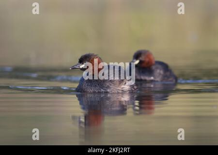 Natation Dabchicks Banque D'Images