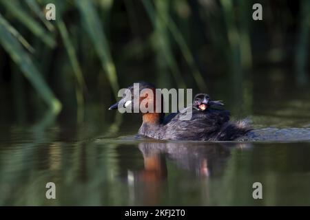 Natation Dabchicks Banque D'Images