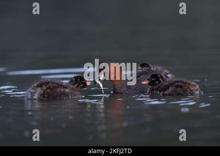 Natation Dabchicks Banque D'Images