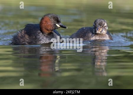 Natation Dabchicks Banque D'Images