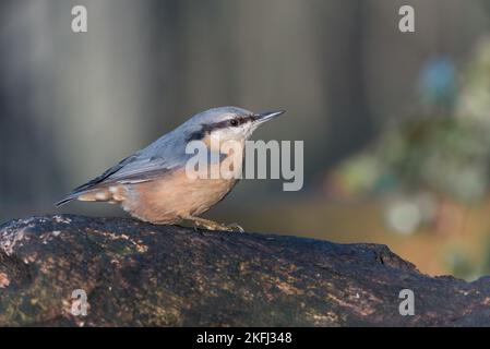 Nuthatch posé sur un morceau de bois. Arrière-plan flou de bokeh. Petit oiseau de jardin. Nom latin Sitta Banque D'Images