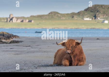 La vache des Highlands s'est assise sur la plage en regardant la caméra. Mer en arrière-plan avec Iona visible. Nom latin Bos taurus taurus Banque D'Images