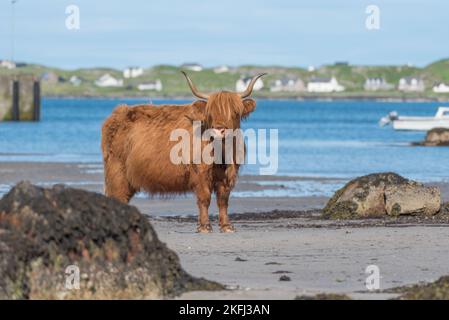 La vache des Highlands se tenait sur la plage en regardant la caméra. Mer en arrière-plan avec Iona visible. Nom latin Bos taurus taurus Banque D'Images