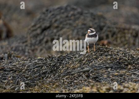 Pluvier annelé commun. Petit oiseau de mer avec bec orange et noir. Pieds et jambes orange. Perchée sur un lit d'algues. Nom latin Charadrius hiaticula Banque D'Images