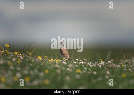 Meadow pipit oiseau se tenait dans un champ de prairie plein de daises et de buttercups. En regardant loin de la caméra avec une profondeur de champ très faible. Banque D'Images