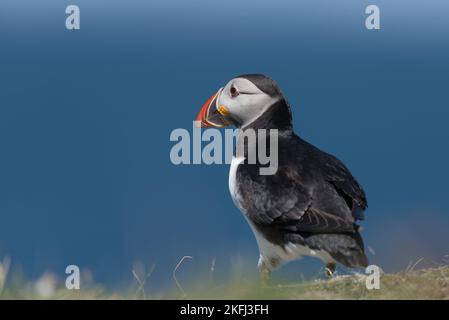 Mignon macareux sur le promontoire avec un ciel bleu clair. Se tenait dos à l'appareil photo en regardant au-dessus de la mer. Nom latin Fratercula Banque D'Images