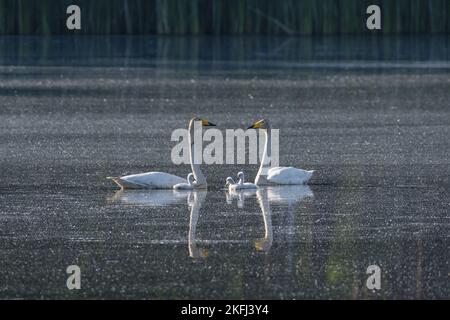 Cygne chanteur Banque D'Images