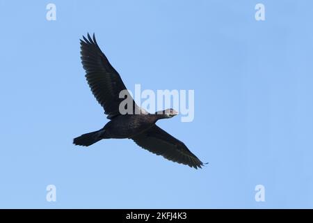 cormorant pygmée Banque D'Images