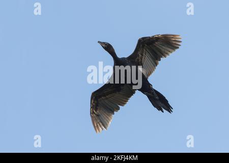 cormorant pygmée Banque D'Images