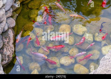 Poisson décoratives colorées flottent dans un étang artificiel, vue d'en haut Banque D'Images
