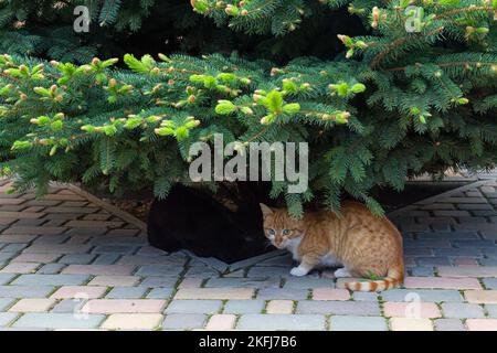 un chat rouge est assis sous l'arbre, à côté de lui est un chat noir Banque D'Images