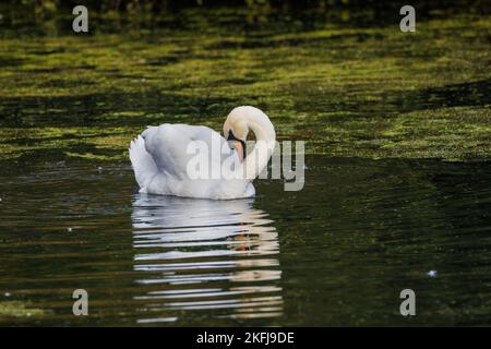 Cygne adulte à col incurvé Banque D'Images