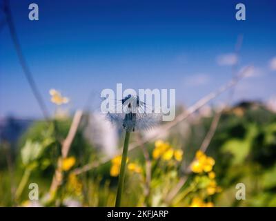 Cliché sélectif d'un pissenlit soufflé Banque D'Images