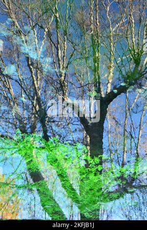 Reflejos de plantas y árboles en el agua de un estanque, acuarela naturel Banque D'Images