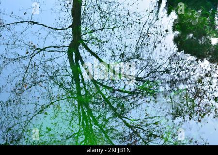 Reflejos de plantas y árboles en el agua de un estanque, acuarela naturel Banque D'Images