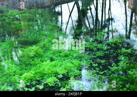 Reflejos de plantas y árboles en el agua de un estanque, acuarela naturel Banque D'Images