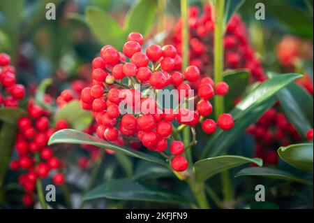 Baies rouges de plantes de jardin fleuries d'hiver, plante ornementale à feuilles persistantes de skimmia japonica, gros plan Banque D'Images