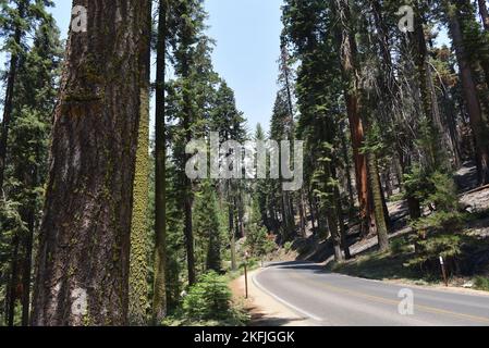 Grand format vue panoramique de gros plan sur la route à travers les arbres géants Sequoia dans le parc national Sequoia, en Californie du Sud. Banque D'Images