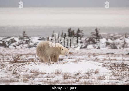 Ours polaire à Churchill, MB Banque D'Images