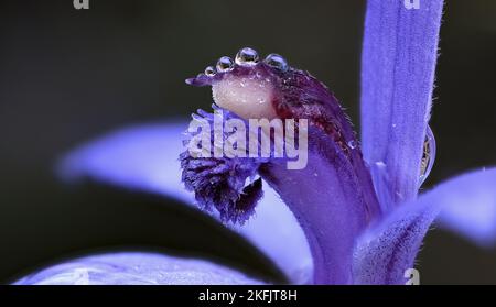 Macro gros plan de la fleur d'orchidée indigène de Pheladenia deformis Blue Fairy bleu et violet à Hobart, Tasmanie, Australie Banque D'Images