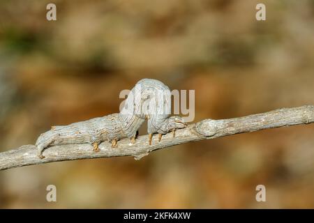 Image d'un papillon de chenille marron sur les branches sur fond naturel. Insecte. Animal. Banque D'Images