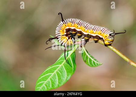 Image de chenilles de corbeau commun indien sur les branches sur un fond naturel. Insecte. Animal. Banque D'Images