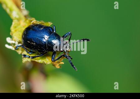 Image du coléoptère bleu sur les branches sur un fond naturel. Insecte. Animal. Banque D'Images