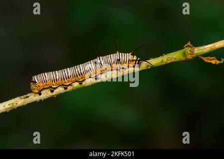 Image de chenilles de corbeau commun indien sur les branches sur un fond naturel. Insecte. Animal. Banque D'Images