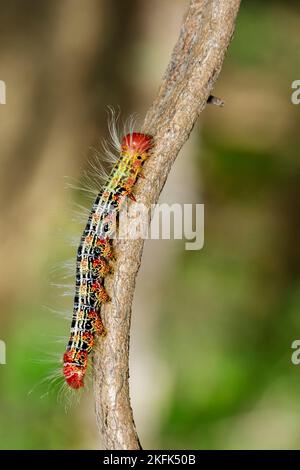 Image d'un bogue de chenille rouge-noir sur la branche verte. Insecte. Animal. Banque D'Images