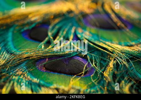 Gros plan de paon, plumes d'oiseau. Magnifiques plumes de paon sans couture arrière-plan abstrait. Effets de lumière bokeh chaude et à mise au point douce. Image colorée. Banque D'Images