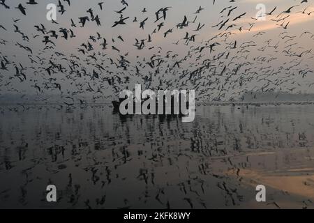 19 novembre 2022, New Delhi, Delhi, Inde: Un homme rogne son bateau le long des rives de la rivière Yamuna à New Delhi. Les oiseaux migrateurs arrivent pendant la saison d'hiver dans différentes parties de l'Inde d'ici octobre et devraient partir d'ici le mois de mars. (Image de crédit : © Kabir Jhangiani/ZUMA Press Wire) Banque D'Images