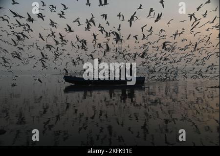 19 novembre 2022, New Delhi, Delhi, Inde: Un homme rogne son bateau le long des rives de la rivière Yamuna à New Delhi. Les oiseaux migrateurs arrivent pendant la saison d'hiver dans différentes parties de l'Inde d'ici octobre et devraient partir d'ici le mois de mars. (Image de crédit : © Kabir Jhangiani/ZUMA Press Wire) Banque D'Images