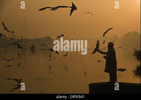 19 novembre 2022, New Delhi, Delhi, Inde : un homme nourrit les oiseaux migrateurs sur les rives de la rivière Yamuna à New Delhi. Les oiseaux migrateurs arrivent pendant la saison d'hiver dans différentes parties de l'Inde d'ici octobre et devraient partir d'ici le mois de mars. (Image de crédit : © Kabir Jhangiani/ZUMA Press Wire) Banque D'Images