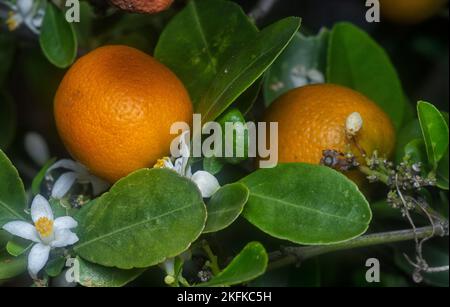 Gros plan sur le fruit d'un arbre orange entouré de fleurs de jasmin blanches Banque D'Images