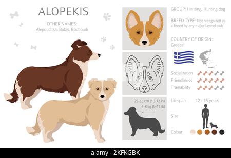 Alopekis toutes les couleurs clipart. Différentes couleurs de pelage et poses. Illustration vectorielle Illustration de Vecteur