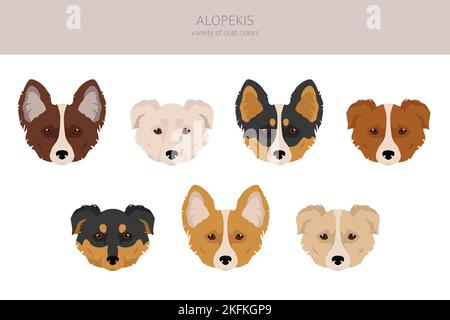 Alopekis toutes les couleurs clipart. Différentes couleurs de pelage et poses. Illustration vectorielle Illustration de Vecteur