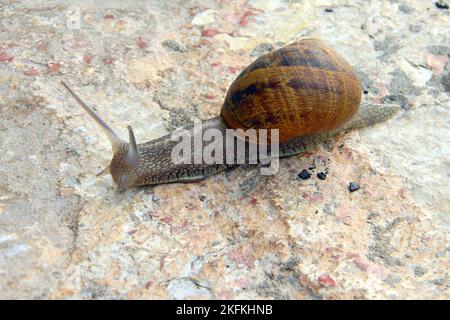 Escargot brun sur une surface de granit gros plan, texture pierre Banque D'Images