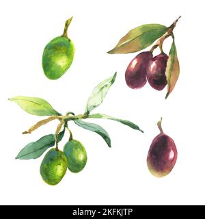 Illustrations aquarelles d'olives vertes et noires. Illustration peinte à la main avec des branches et des feuilles d'olive isolées sur fond blanc. Pour la conception, Banque D'Images