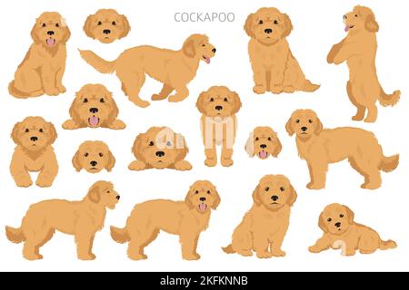 Cockapoo mix race clipart. Différentes poses, ensemble de couleurs de pelage. Illustration vectorielle Illustration de Vecteur