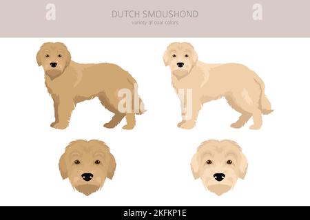 Clique hollandaise Smoushond. Différentes poses, ensemble de couleurs de pelage. Illustration vectorielle Illustration de Vecteur