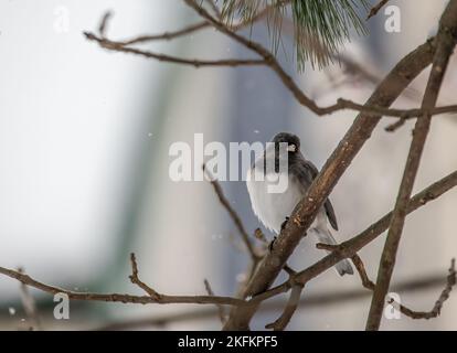 junco aux yeux sombres perchée sur une branche d'arbre le matin d'hiver à Taylors Falls, Minnesota, États-Unis. Banque D'Images
