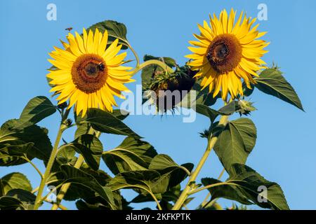 Vue rapprochée de deux tournesols jaunes avec des feuilles vertes dans un fond bleu ciel en plein soleil Banque D'Images
