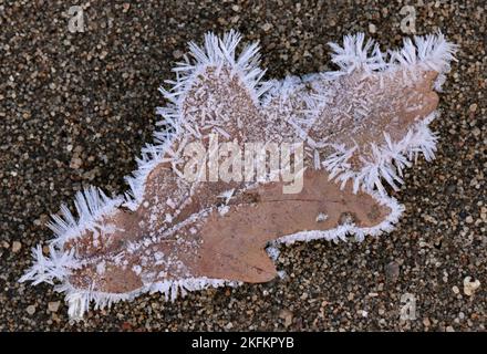 18 novembre 2022, Brandebourg, Lebus: Le gel de nuit a provoqué la formation de cristaux de glace sur une feuille de chêne. La nuit dernière, la température dans l'est du Brandebourg a chuté à moins huit degrés Celsius dans certains endroits. Photo: Patrick Pleul/dpa Banque D'Images